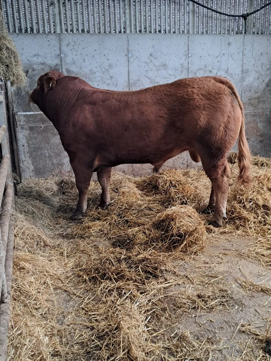 Limousin bulls - Image 2