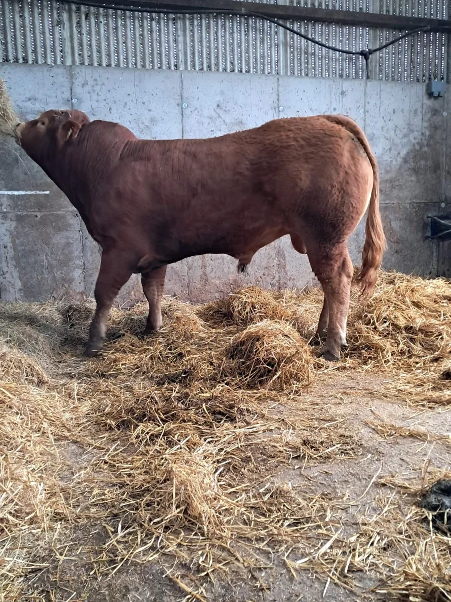 Limousin bulls - Image 4