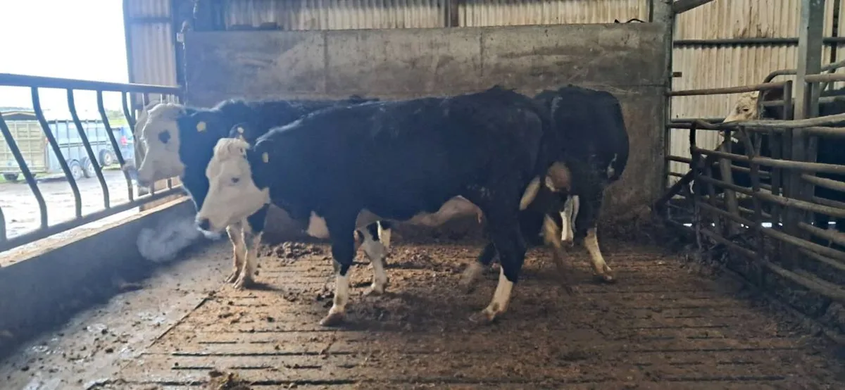 Bl / wh  springers - Image 1