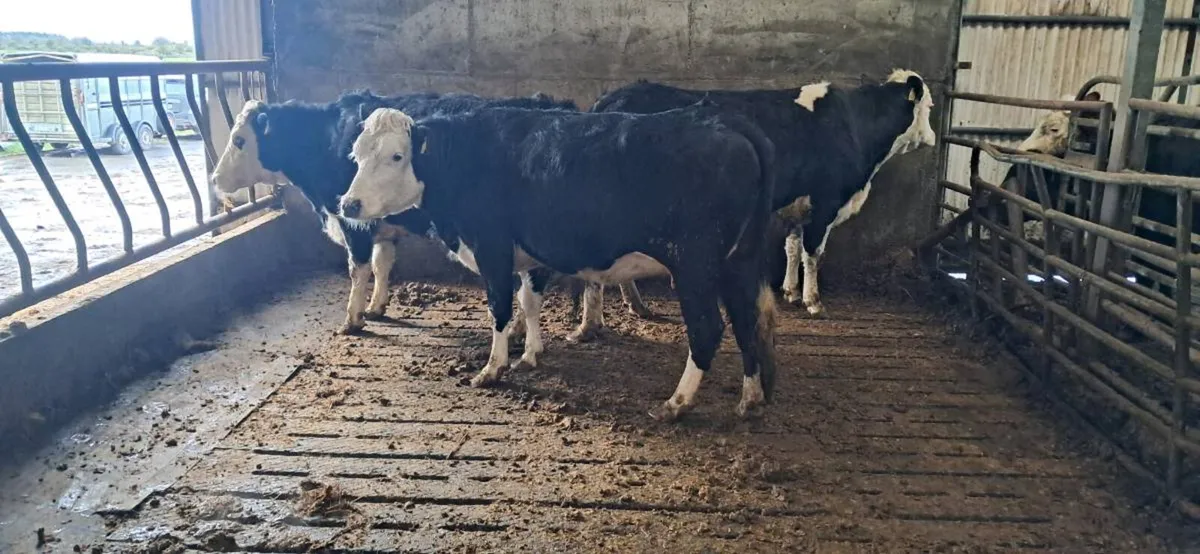 Bl / wh  springers - Image 2