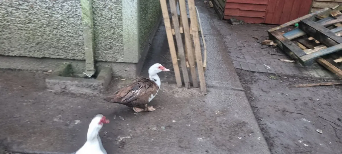 Muscovy ducks - Image 3