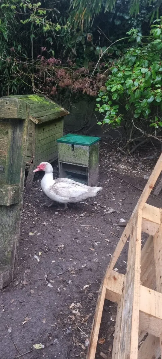 Muscovy ducks - Image 2