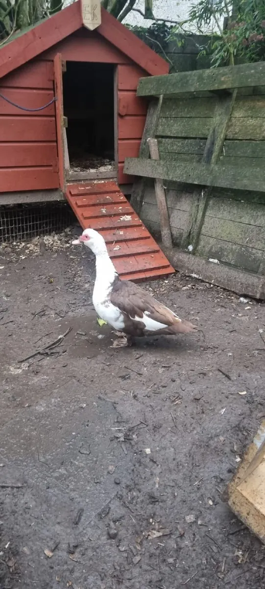 Muscovy ducks - Image 4