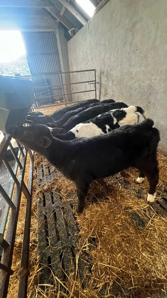 Calves - Image 1