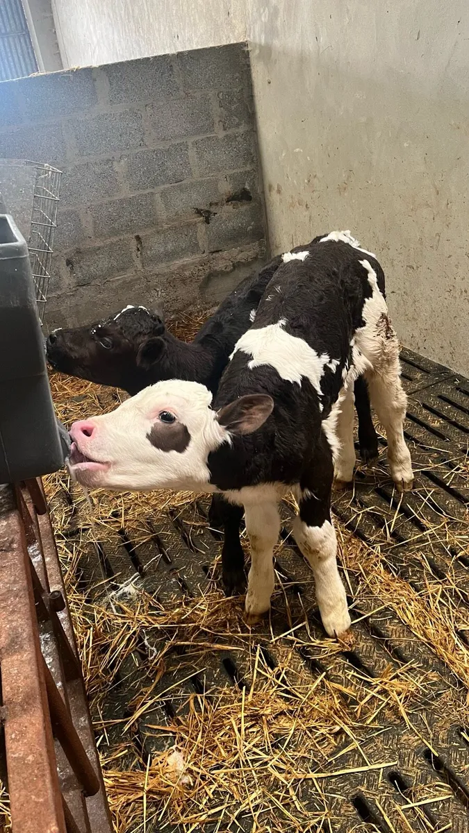 Calves - Image 2
