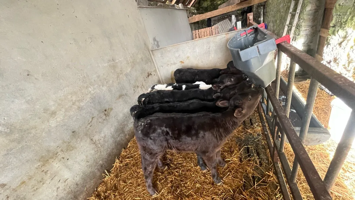 Calves - Image 4