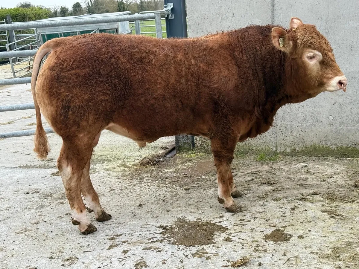 Quality purebred Limousin Bulls - Image 3