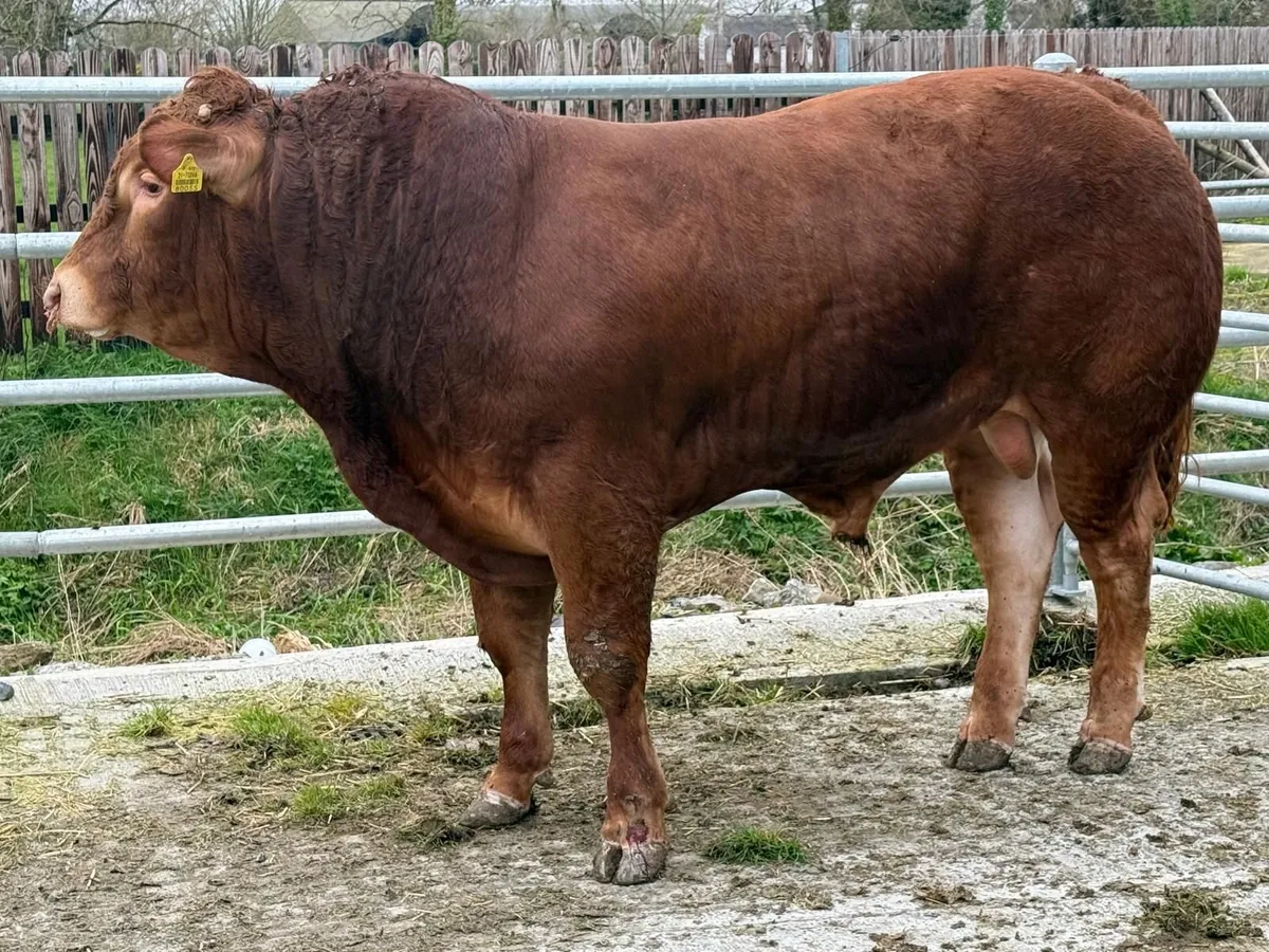 Quality purebred Limousin Bulls - Image 1