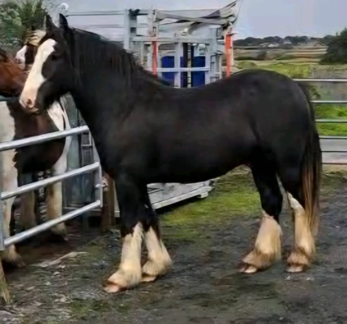 Black cob - Image 1