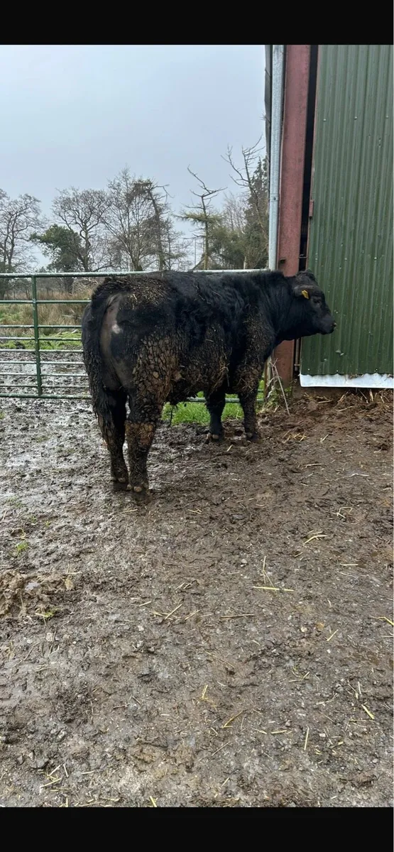 Angus bull - Image 2