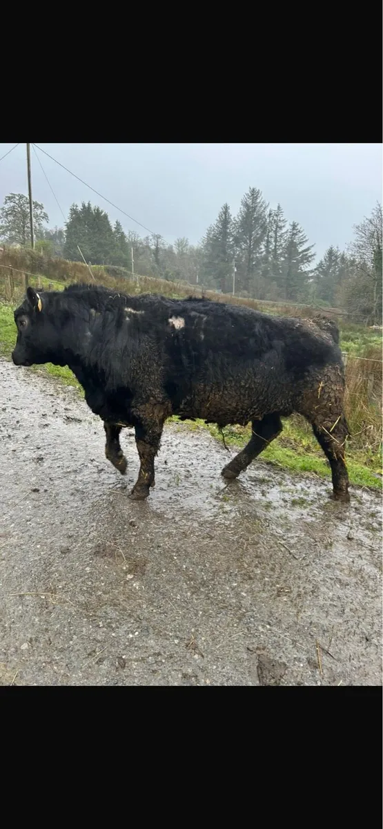Angus bull - Image 3