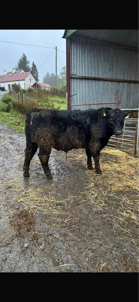 Angus bull - Image 1