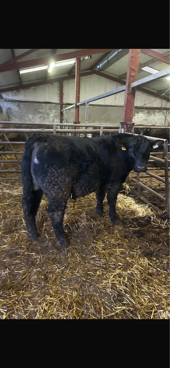 Angus bull - Image 4