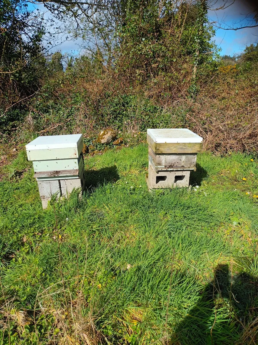 Native Irish dark bees