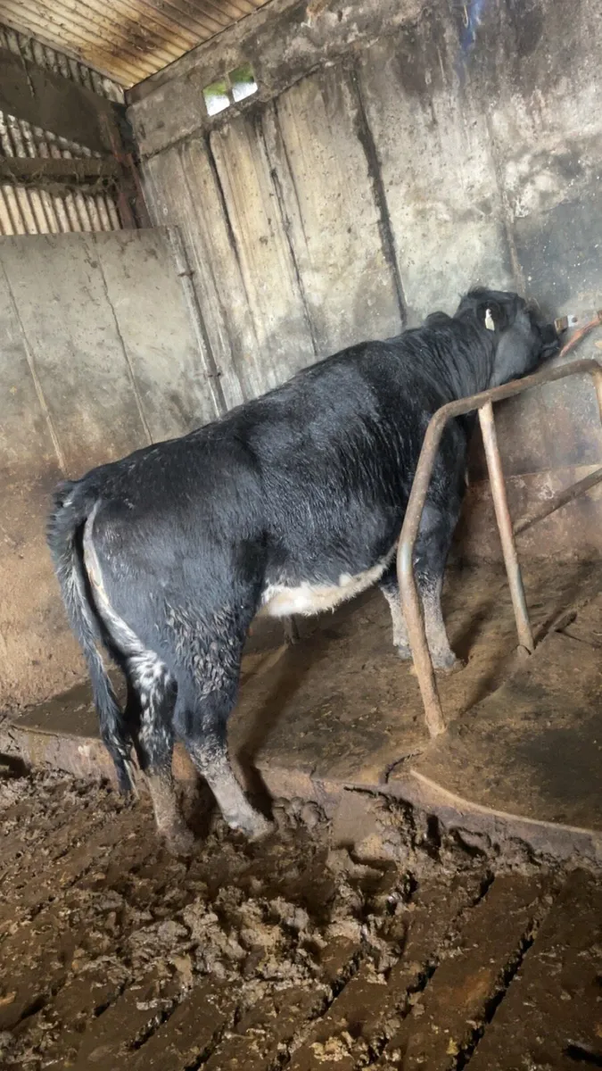 Super BBX springer - Image 1