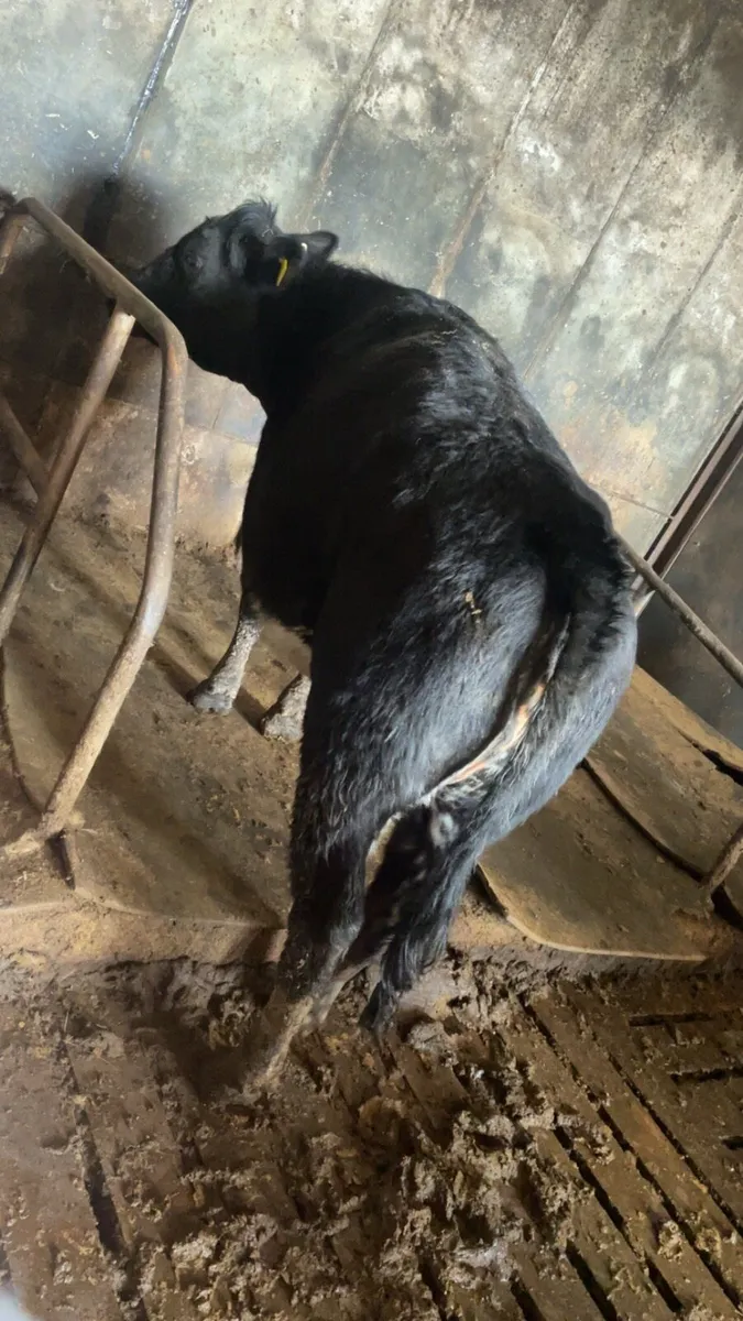 Super BBX springer - Image 2