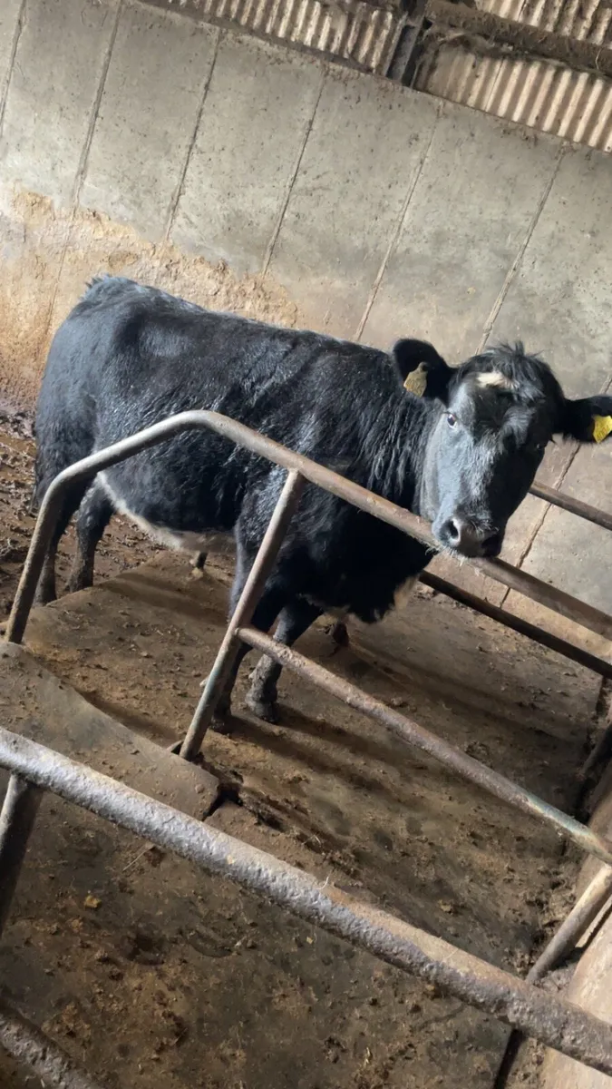 Super BBX springer - Image 3