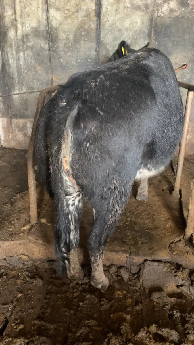 Super BBX springer - Image 4