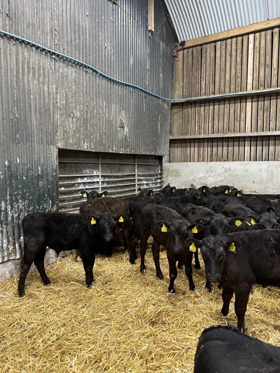 Angus bulls - Image 3