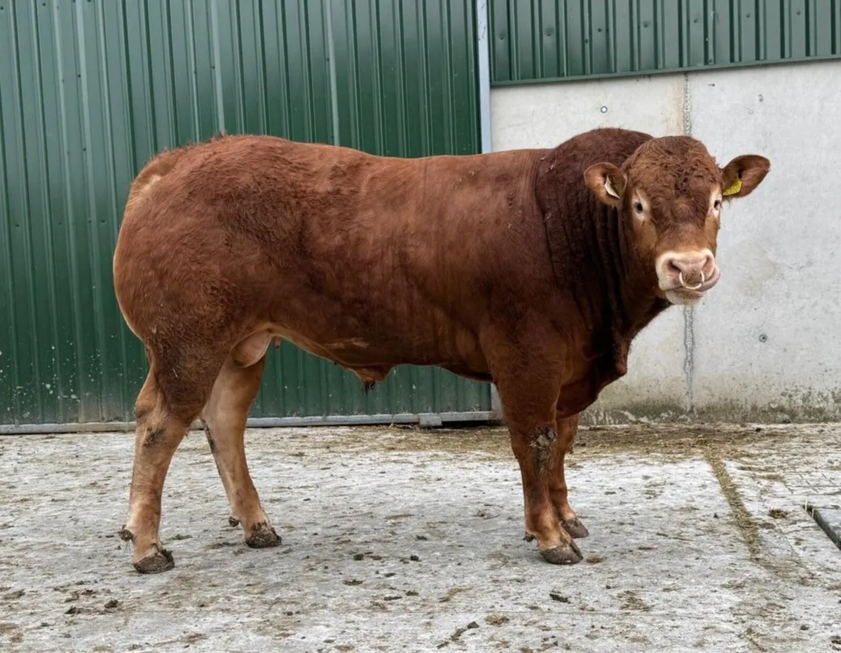 Quality purebred Limousin Bulls - Image 2