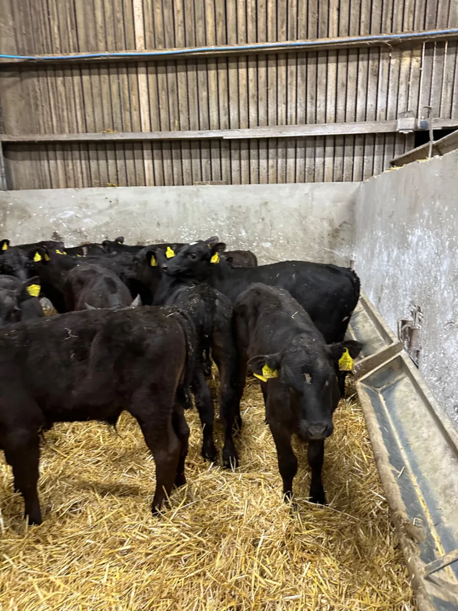 Angus bulls - Image 4