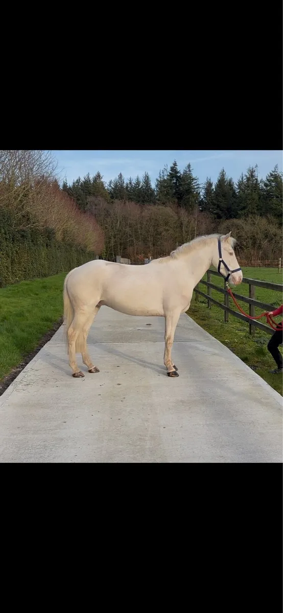 140cm 5y/o full Connemara gelding - Image 2