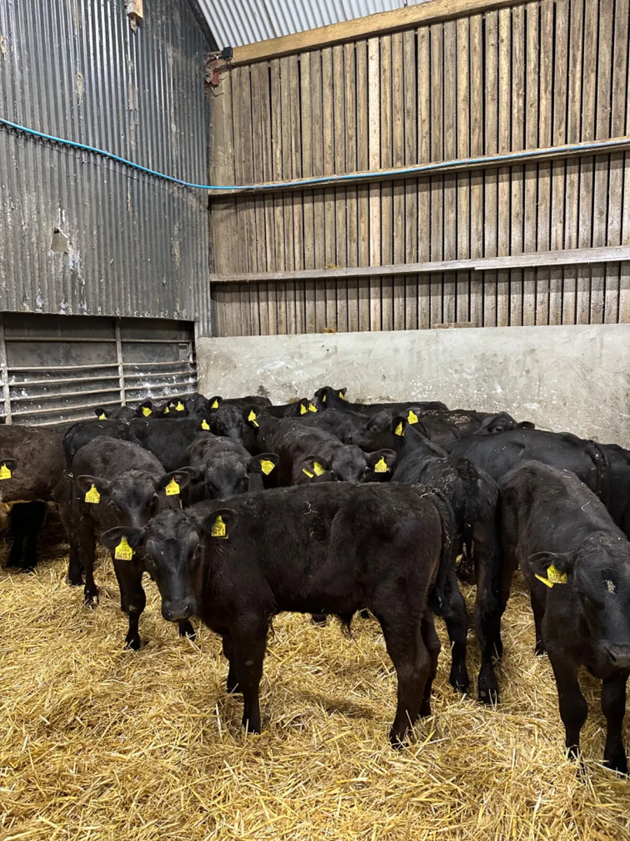 Angus bulls - Image 2