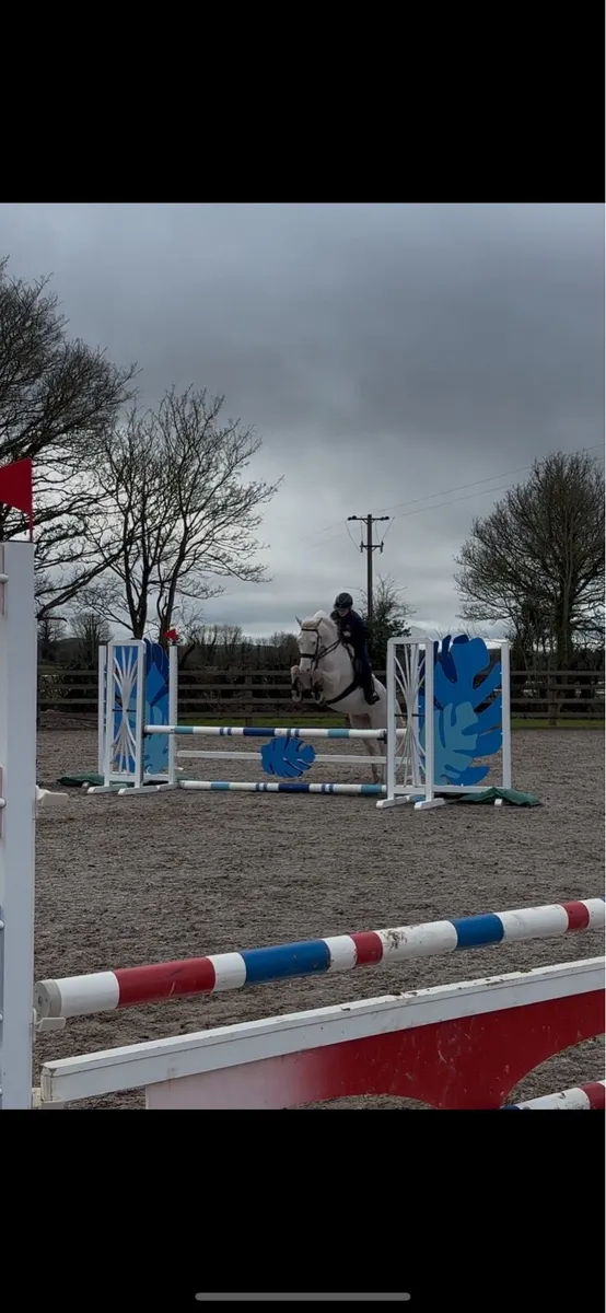 140cm 5y/o full Connemara gelding - Image 1