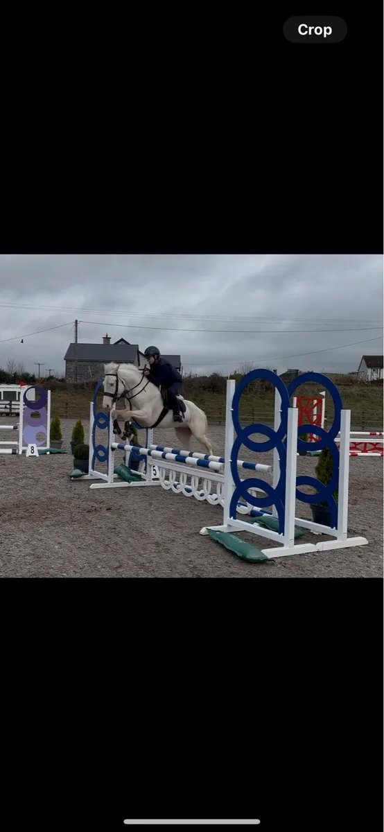 140cm 5y/o full Connemara gelding - Image 3