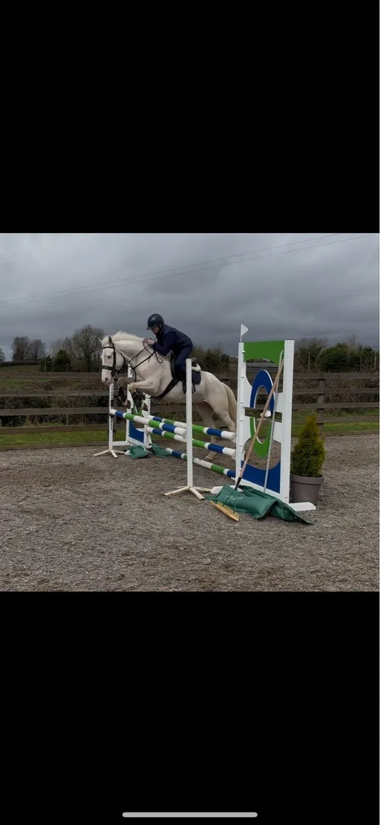 140cm 5y/o full Connemara gelding - Image 4