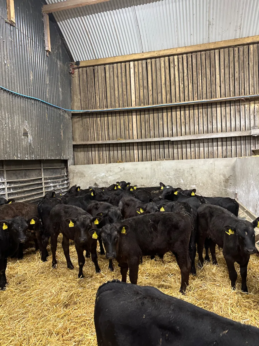 Angus bulls - Image 1