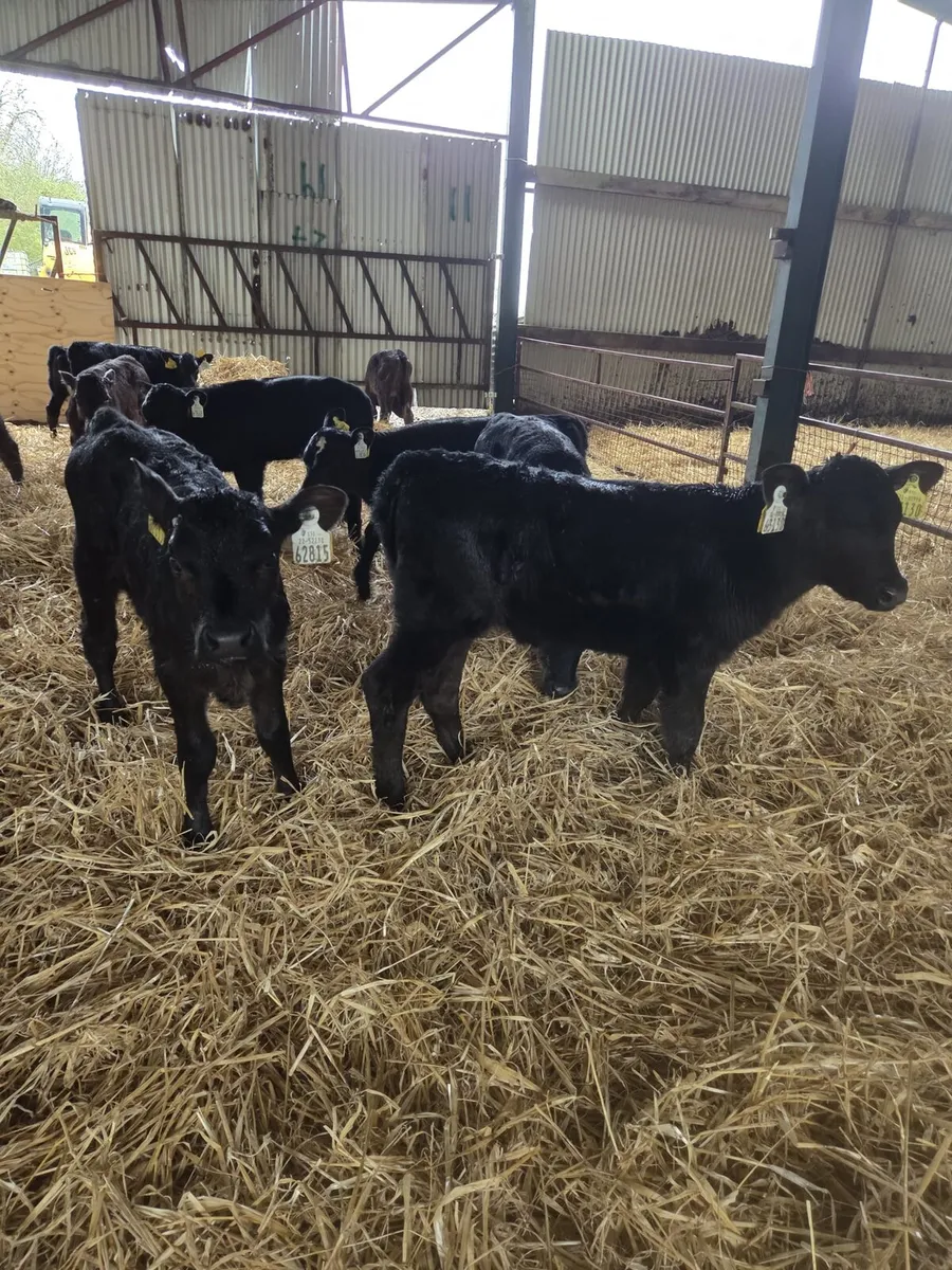 Angus Heifers - Image 1