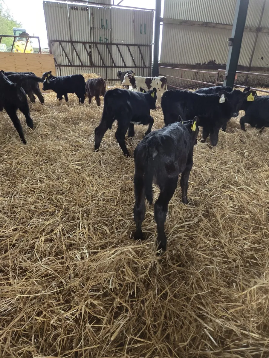 Angus Heifers - Image 2