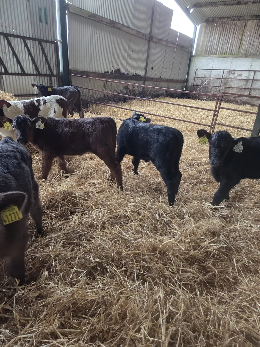 Angus Heifers - Image 3