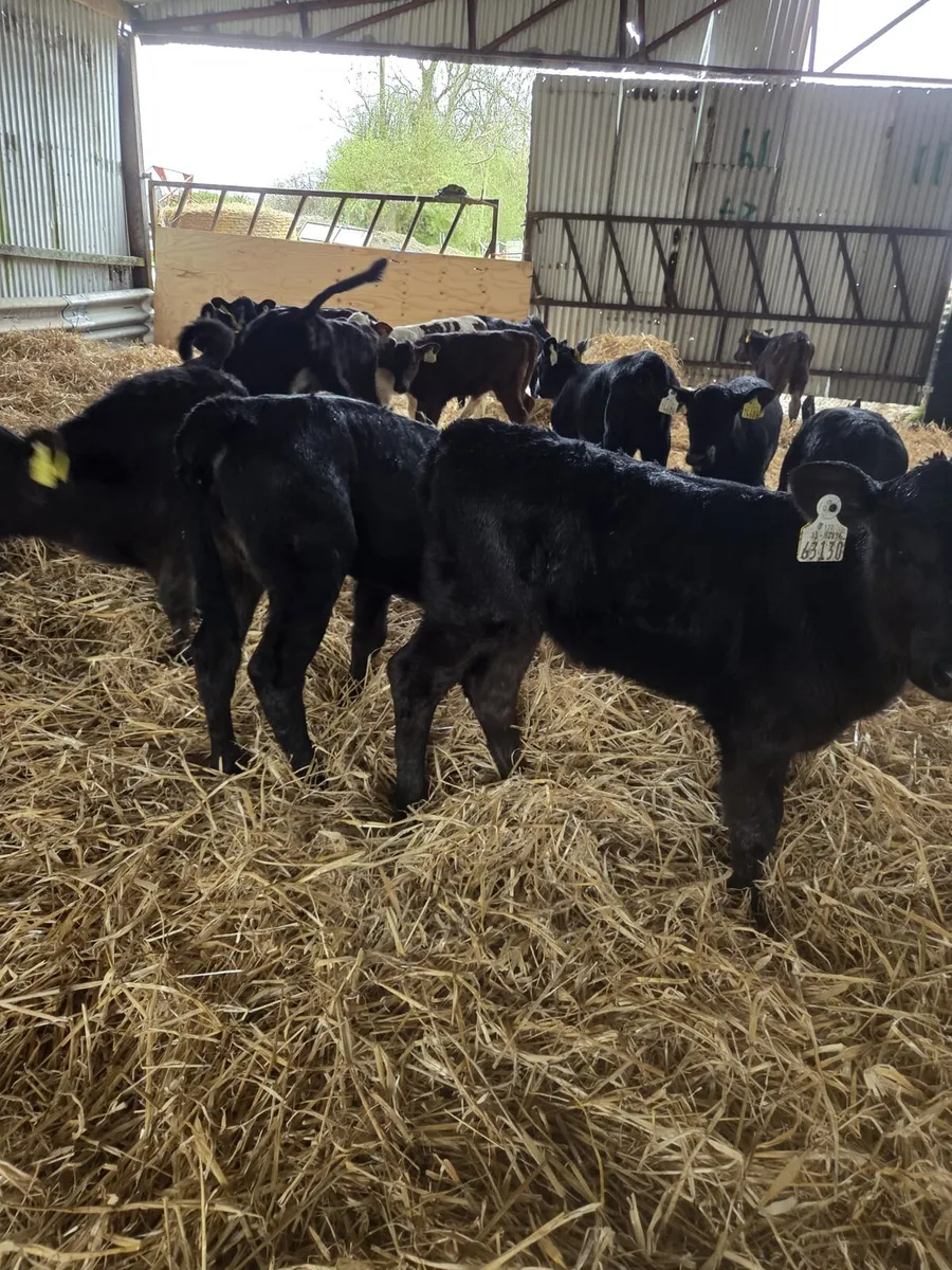 Angus Heifers - Image 4