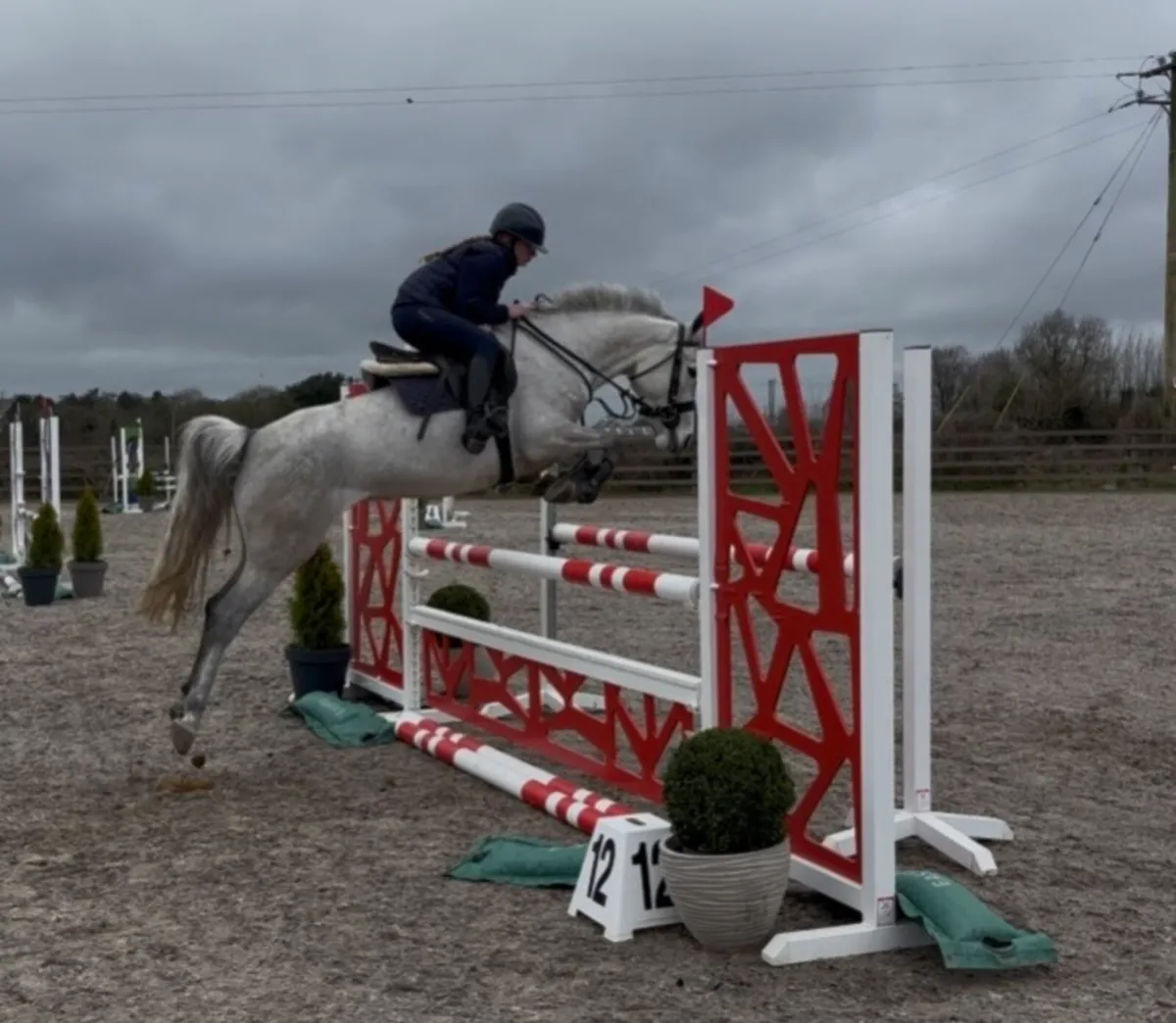 146cm 5y/o mare - Image 1