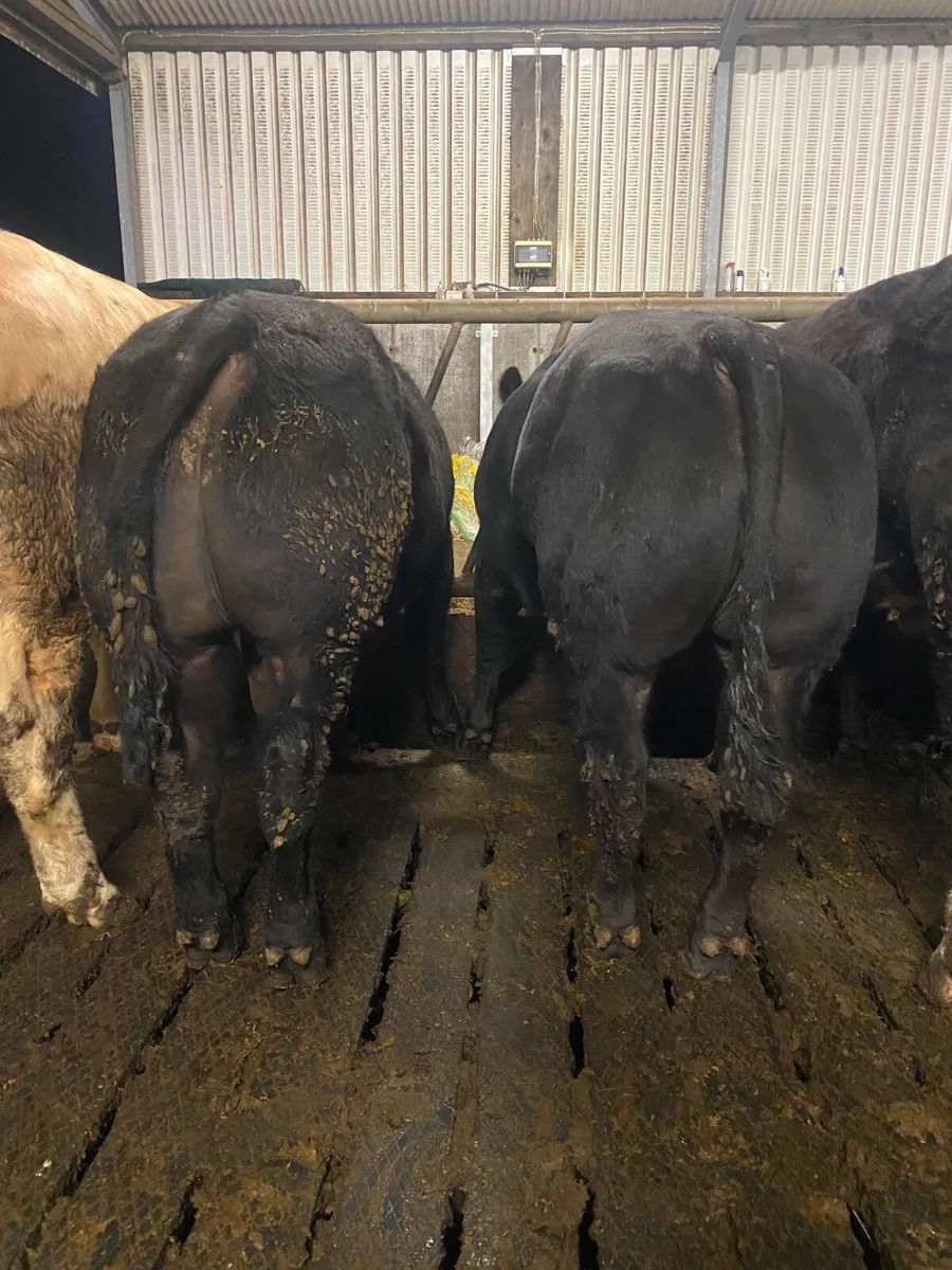 Beef Cattle - Image 1