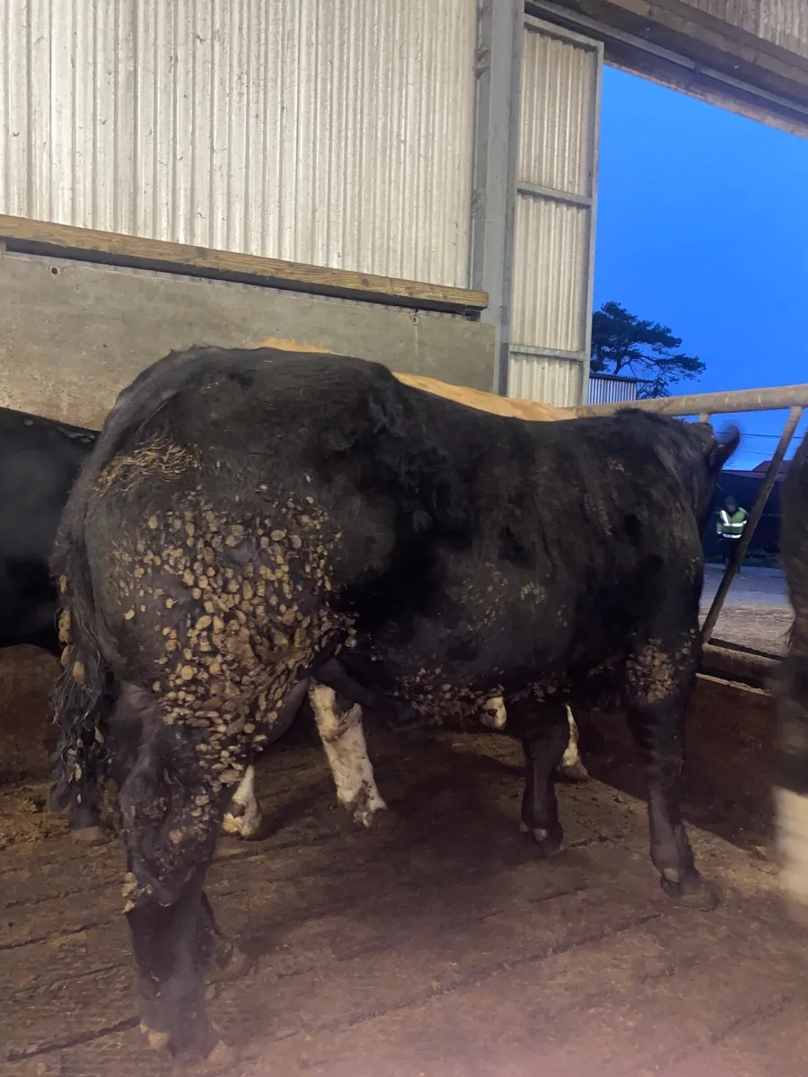 Beef Cattle - Image 2