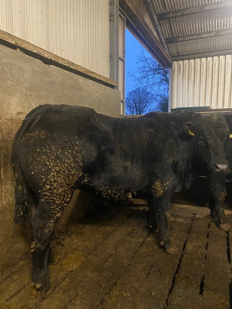 Beef Cattle - Image 3