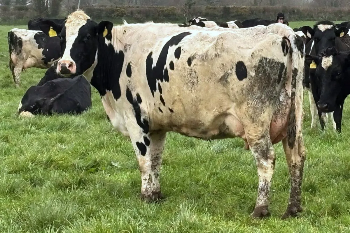 70 Fr Milking Cows Full Herd Dispersal – C10 TB - Image 1