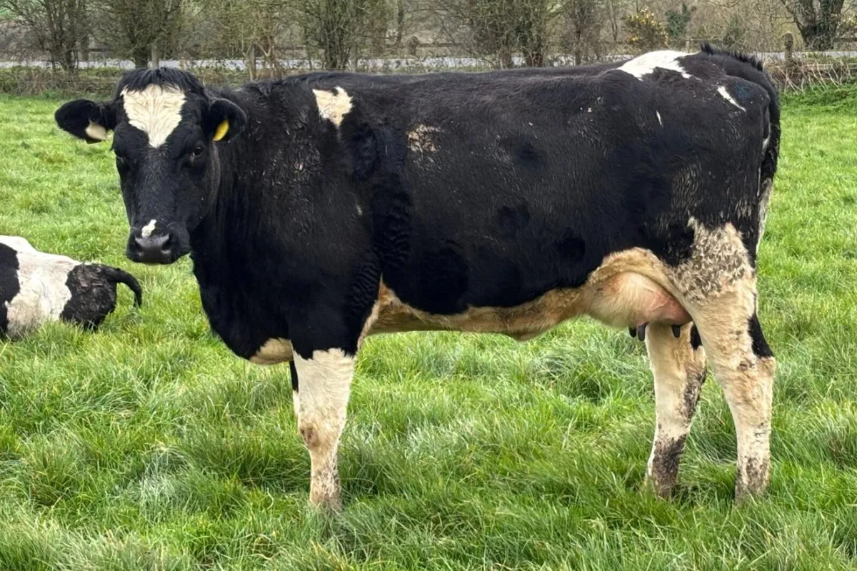 70 Fr Milking Cows Full Herd Dispersal – C10 TB - Image 2