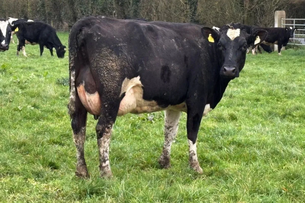70 Fr Milking Cows Full Herd Dispersal – C10 TB - Image 3