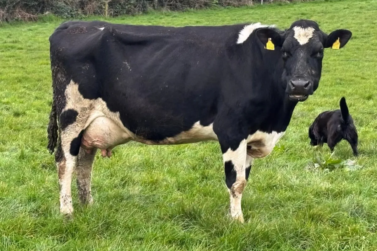 70 Fr Milking Cows Full Herd Dispersal – C10 TB - Image 4