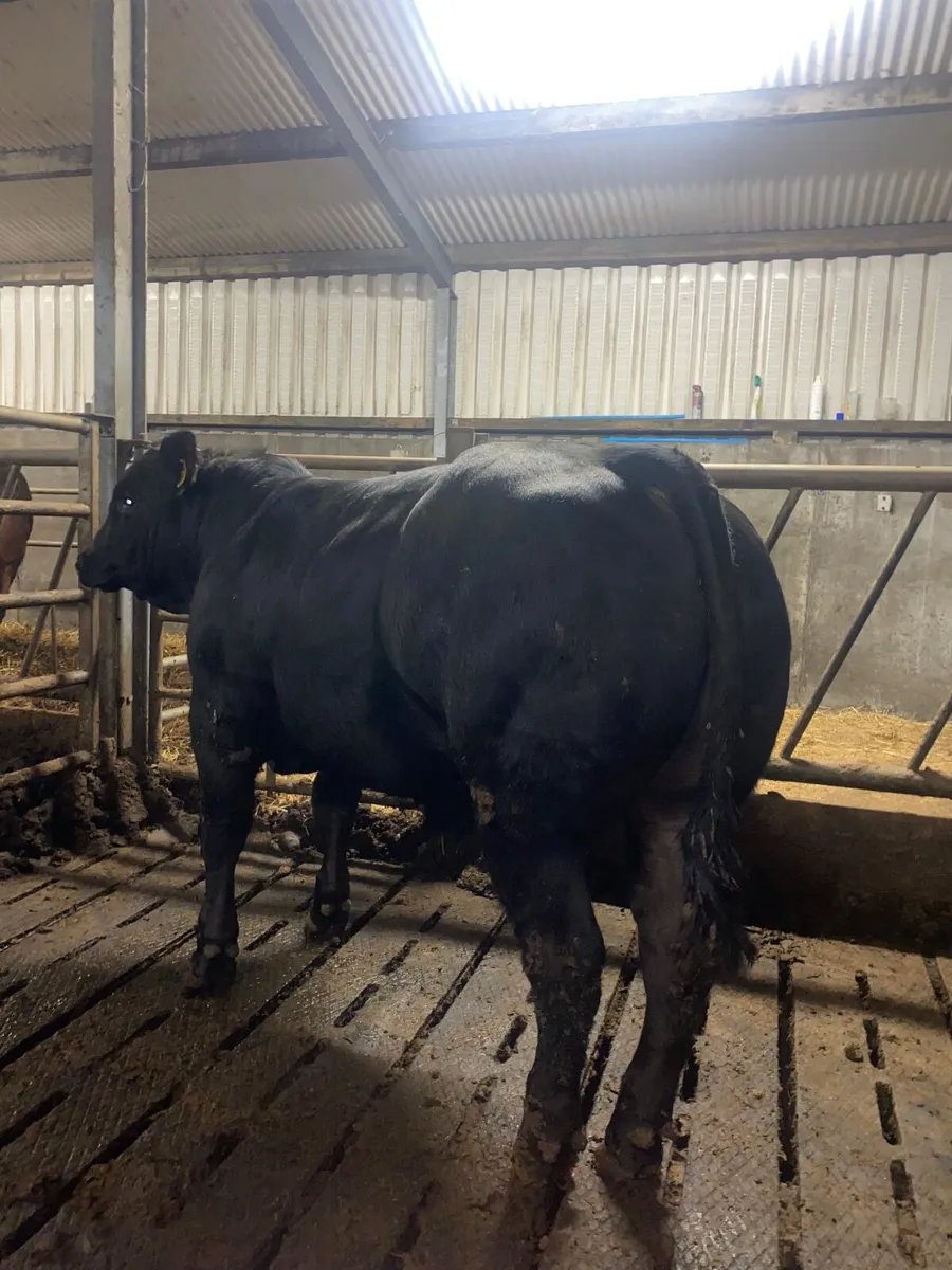 Beef Cattle - Image 4