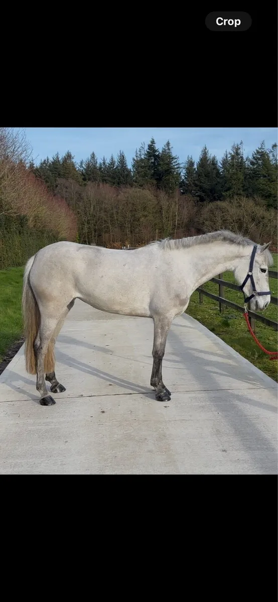 146cm 5y/o mare - Image 2