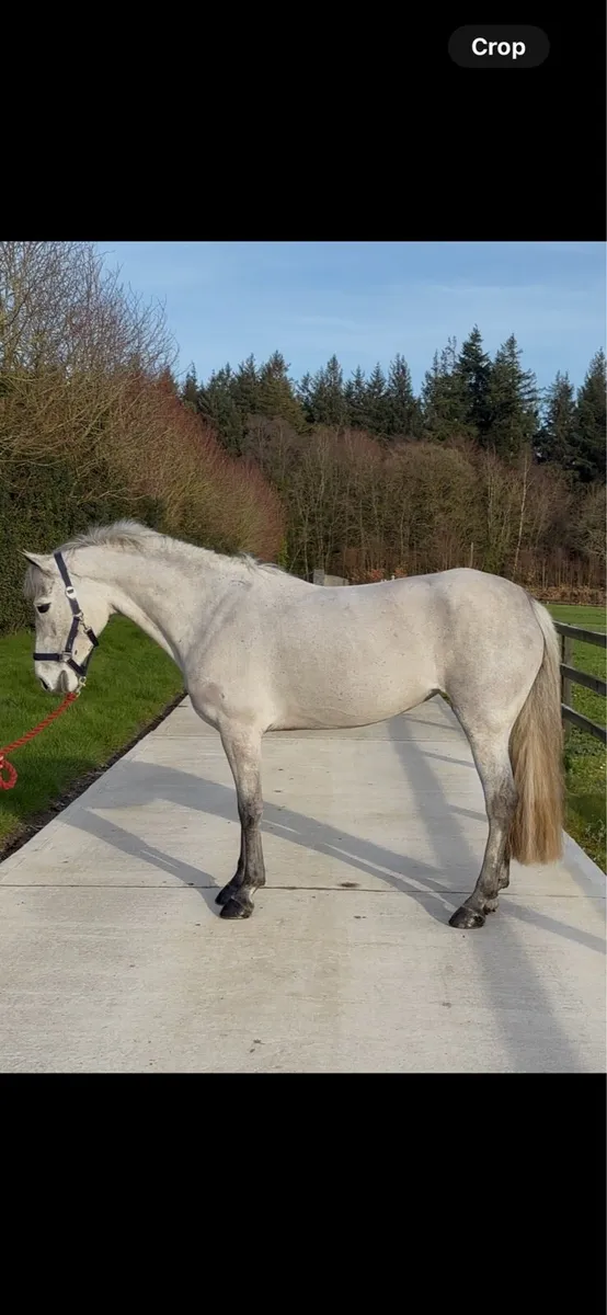 146cm 5y/o mare - Image 3