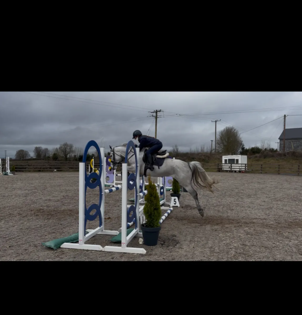 146cm 5y/o mare - Image 4