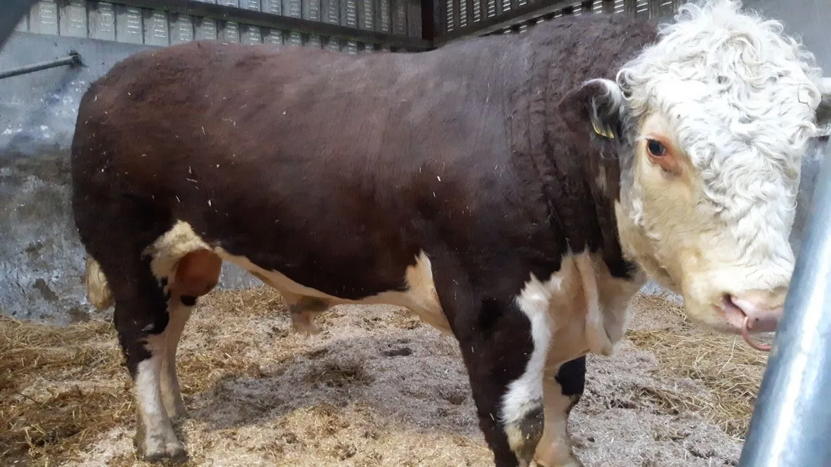 Pedigree Hereford Heifer & Bull for Carrick - Image 4