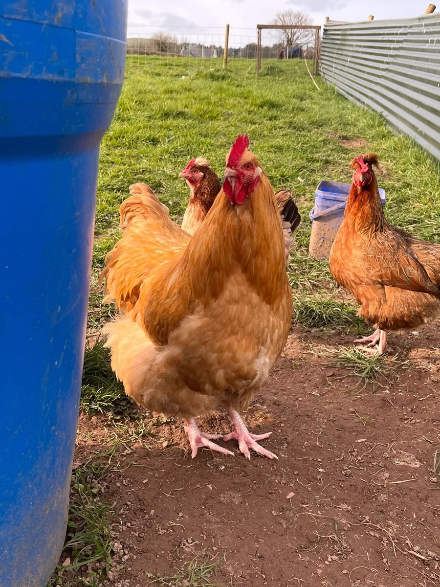 Buff Orpington roosters - Image 1