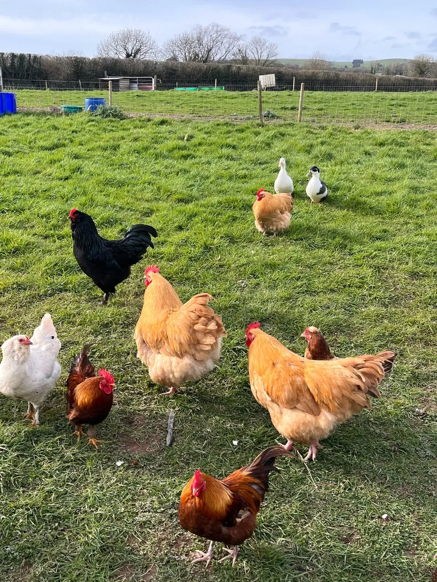 Buff Orpington roosters - Image 3